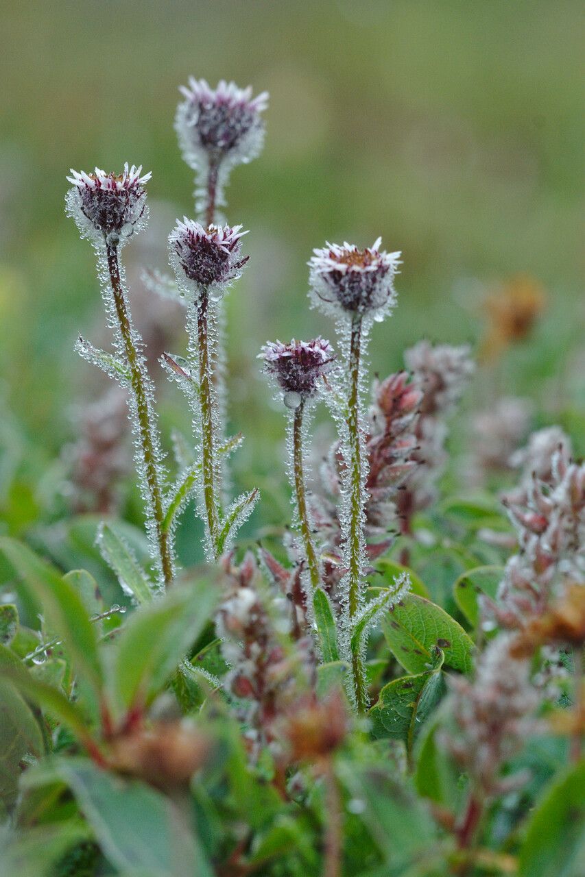 Erigeron humilis — search result for 'Iceland'
