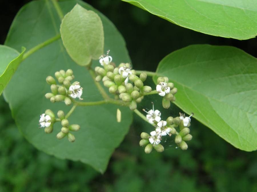 Cordia sagotii flower