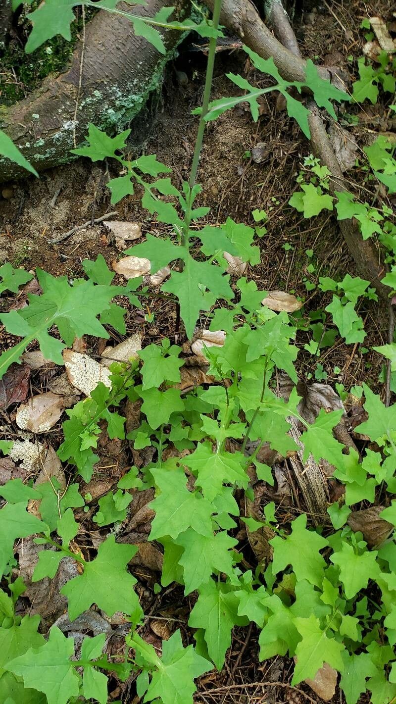 Mycelis muralis — search result for 'Lactuca'