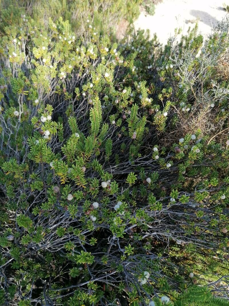 Corema album — houseplant care guide