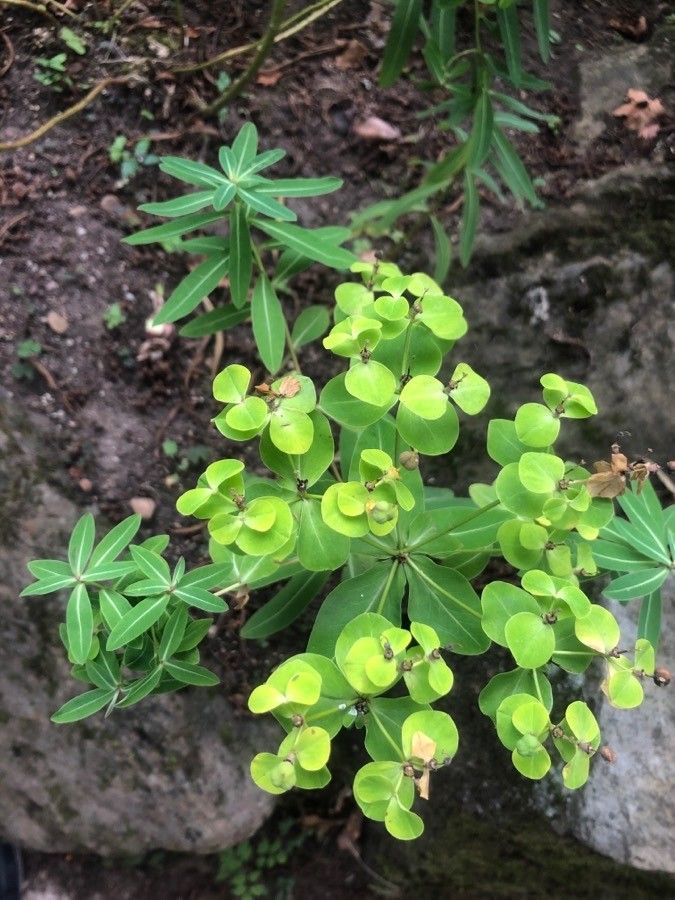 Euphorbia cornigera leaf