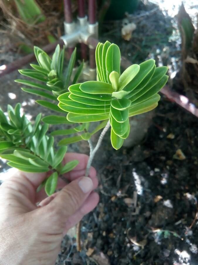 Agathis ovata — search result for 'Araucariaceae'