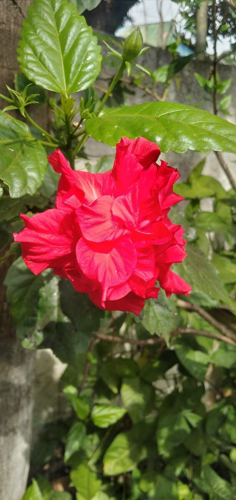 Hibiscus fragilis flower