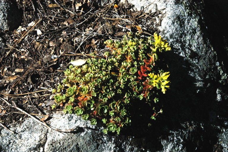 Sedum oblanceolatum habit