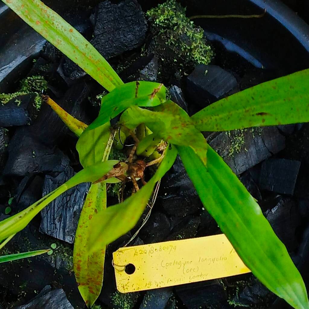 Coelogyne longifolia — houseplant care guide