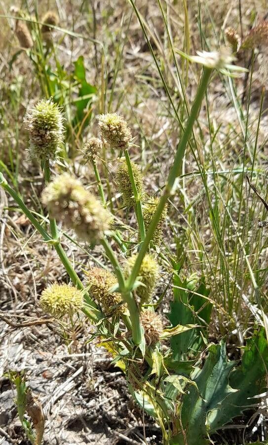 Eryngium coronatum habit