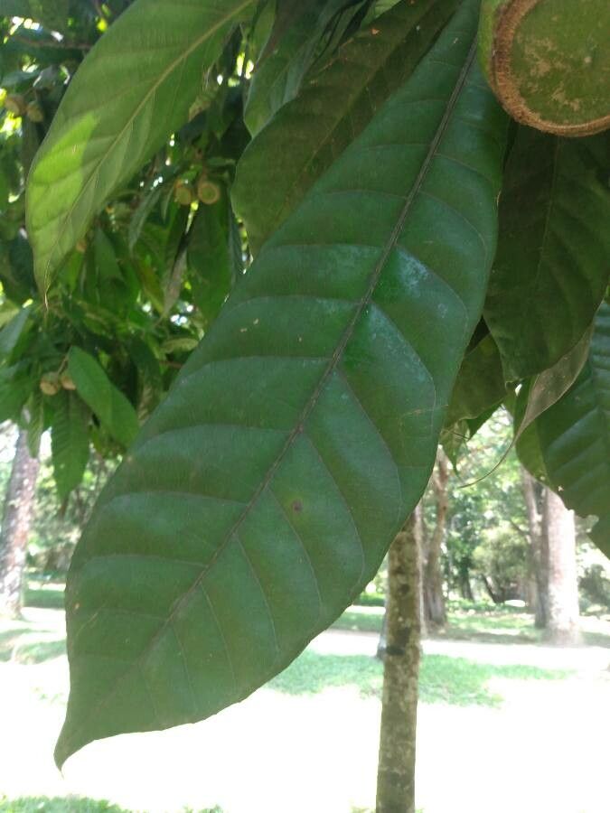 Gustavia superba leaf