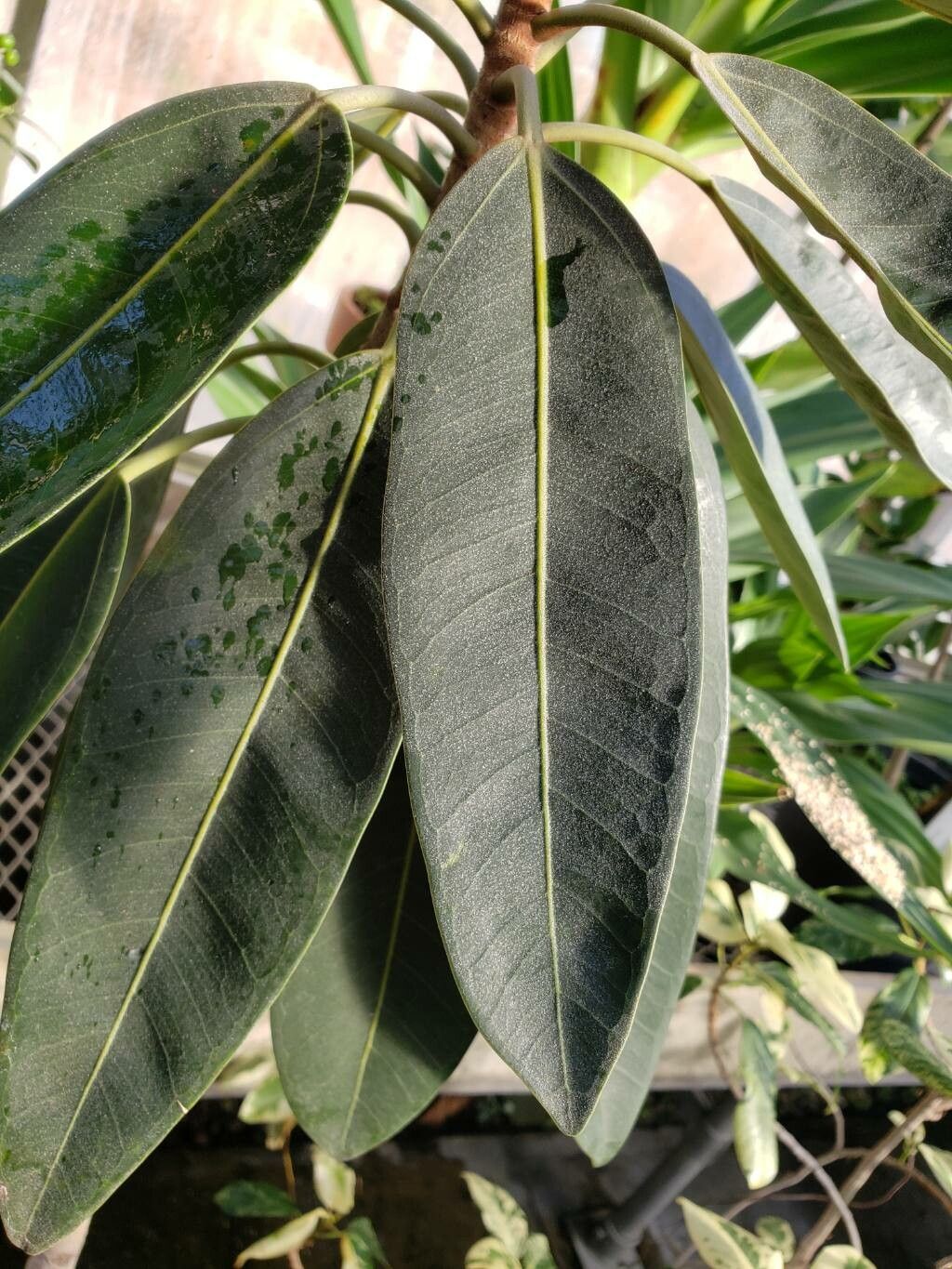 Ficus destruens — houseplant care guide