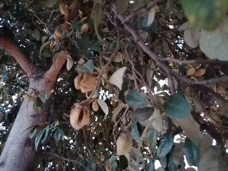 Lagunaria patersonia fruit