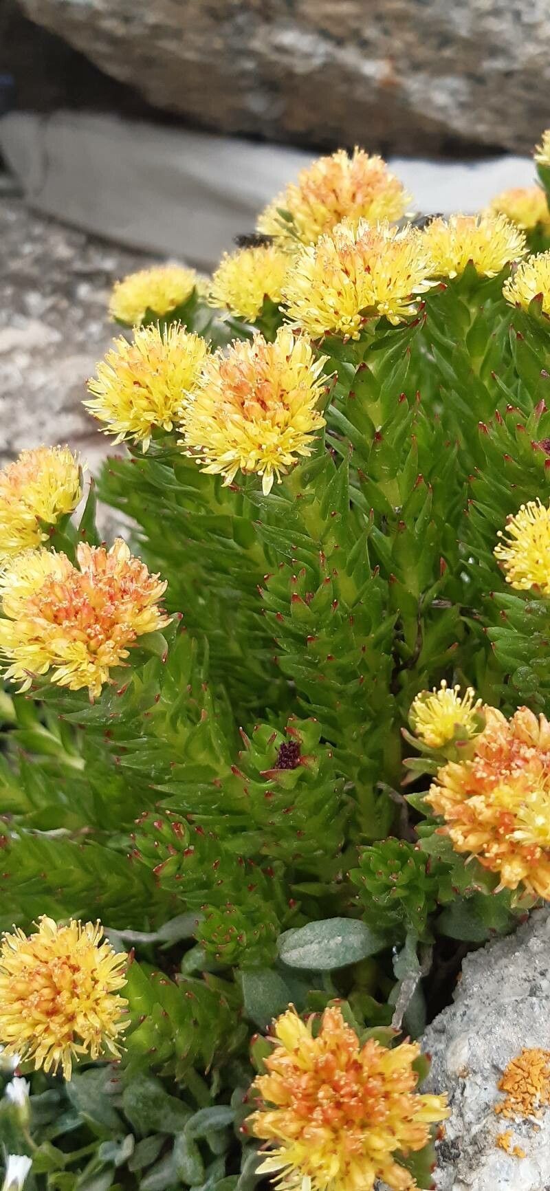 Rhodiola imbricata — search result for 'Rhodiola'