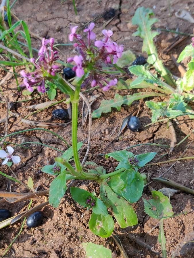 Fedia cornucopiae habit