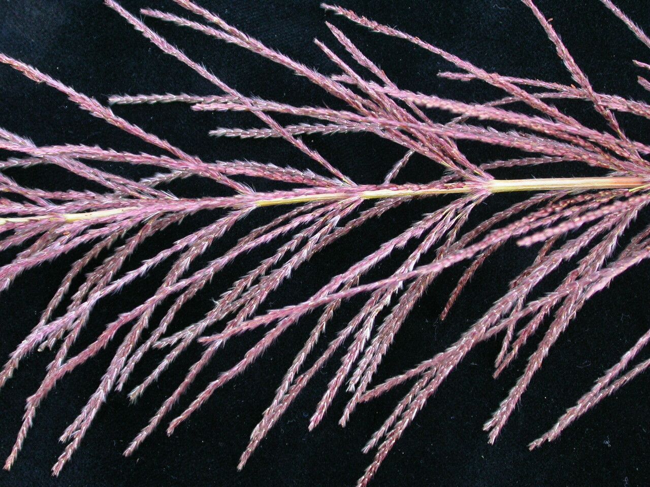 Saccharum narenga — related species from the same genus