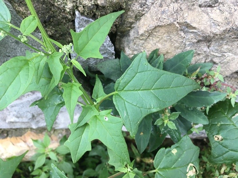Chenopodium hybridum — search result for 'Chenopodium'