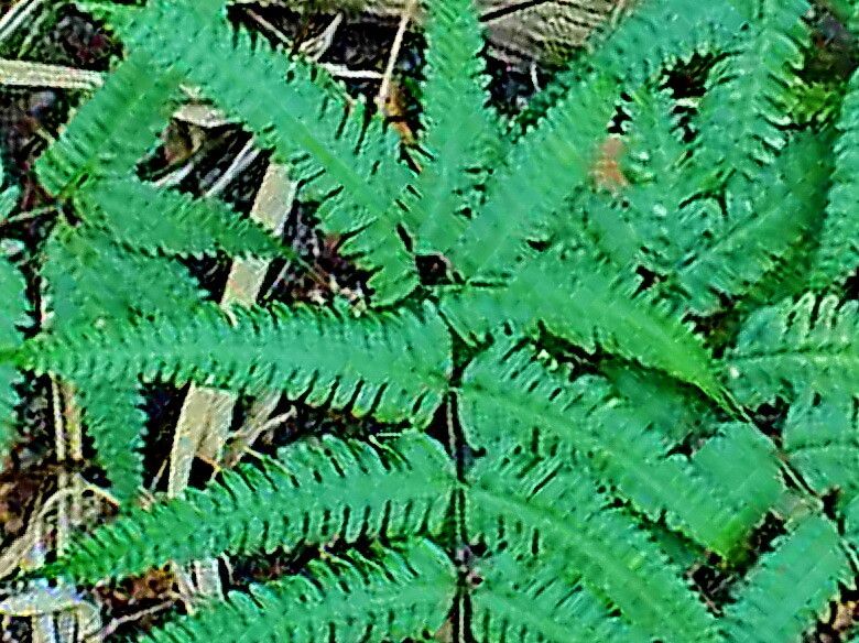 Pteris biaurita leaf