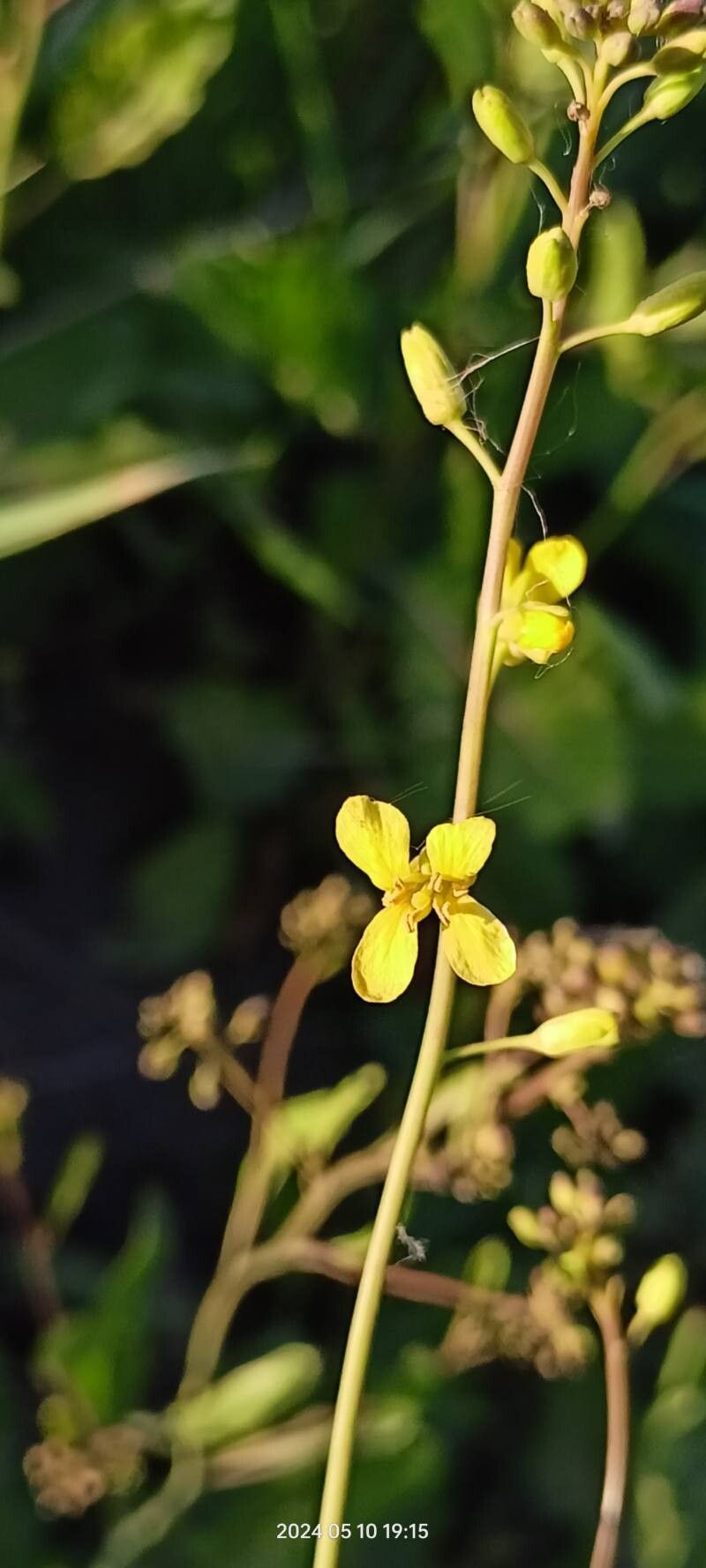 Sisymbrium volgense flower