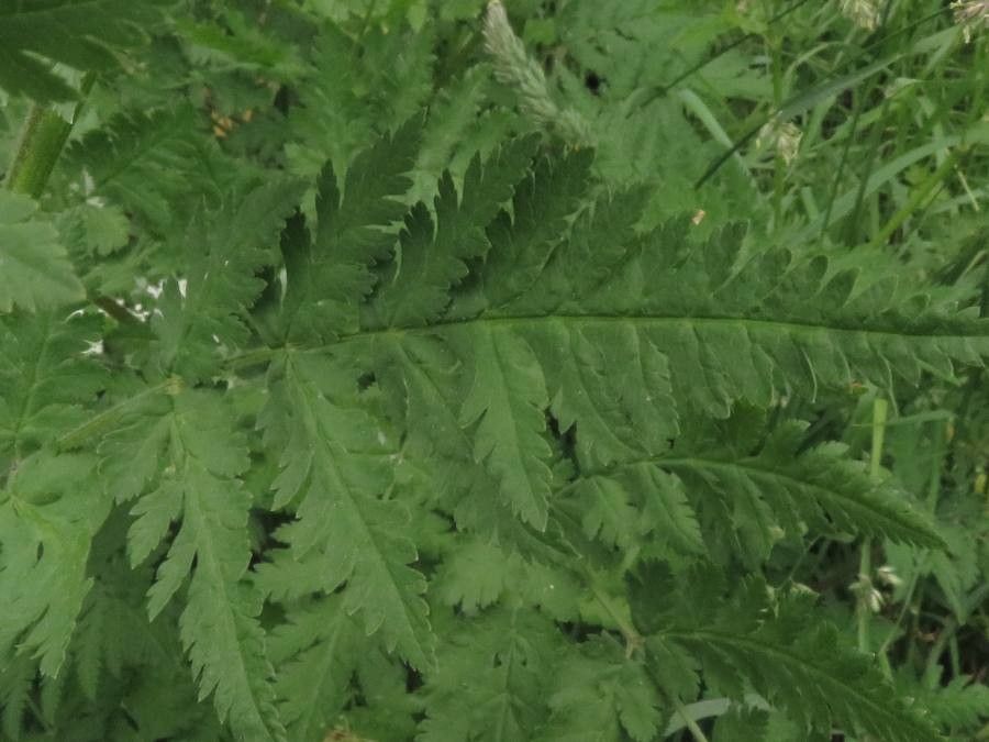 Myrrhis odorata leaf