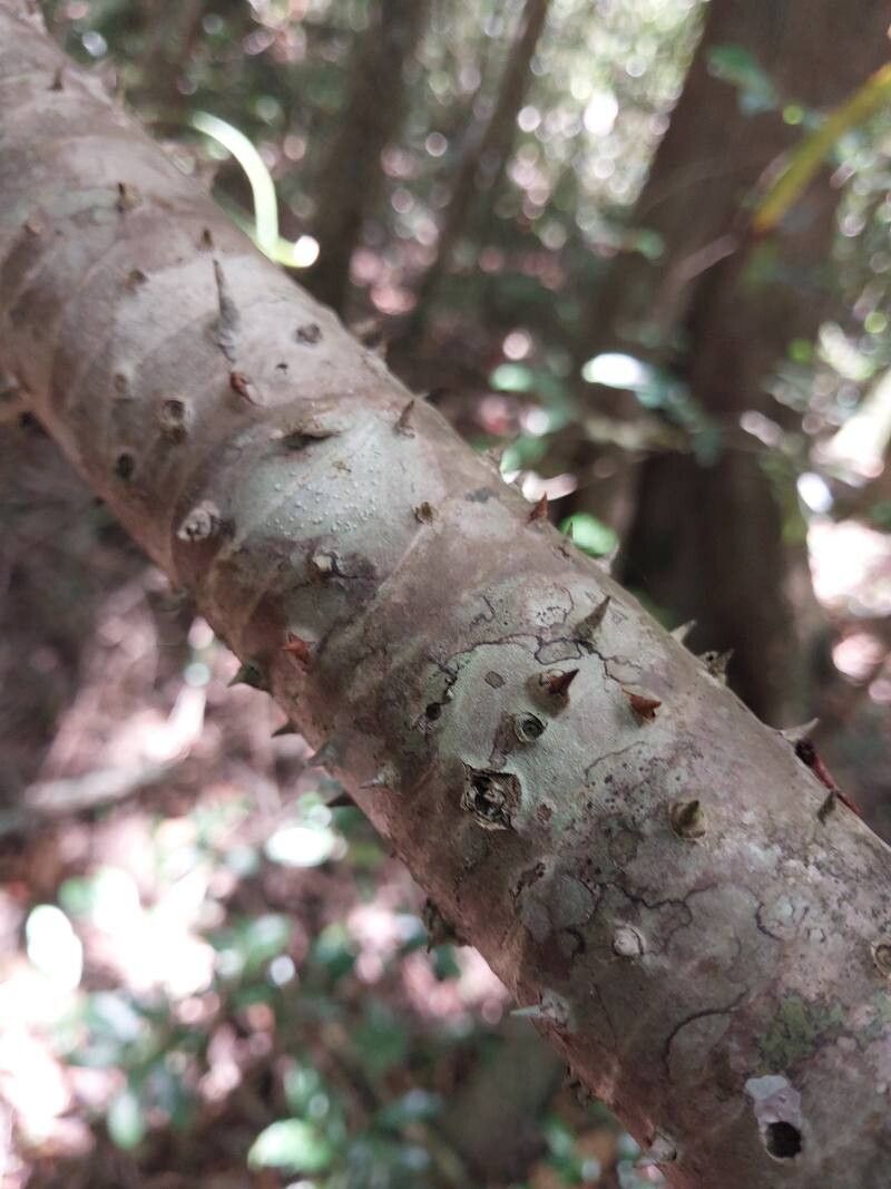 Pandanus latistigmaticus bark