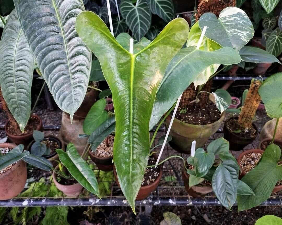 Anthurium longissimilobum — houseplant care guide