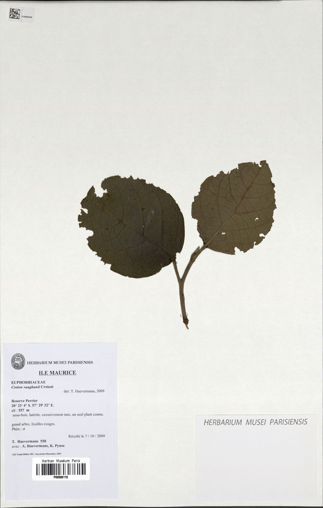 Croton vaughanii — houseplant care guide