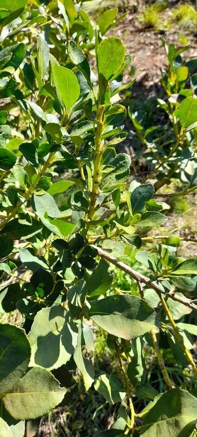 Ilex paraguariensis leaf