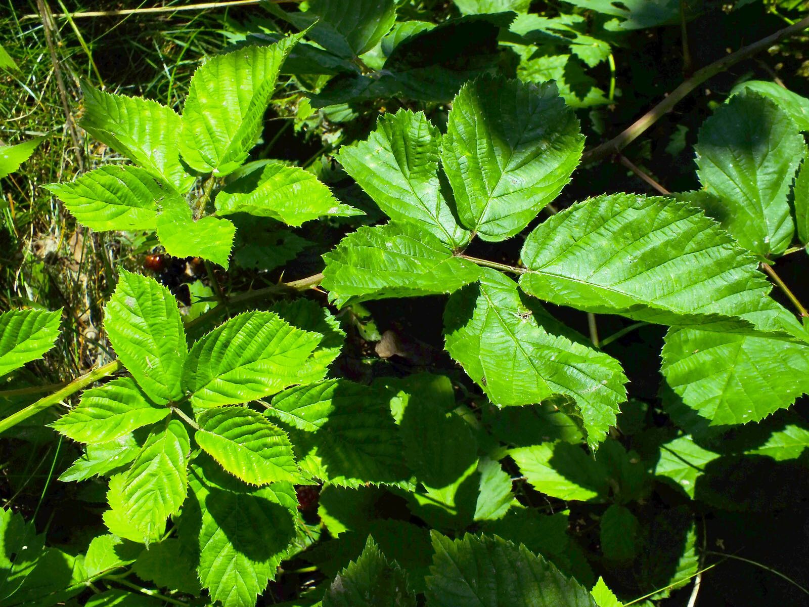 Rubus nessensis