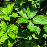 Rubus nessensis