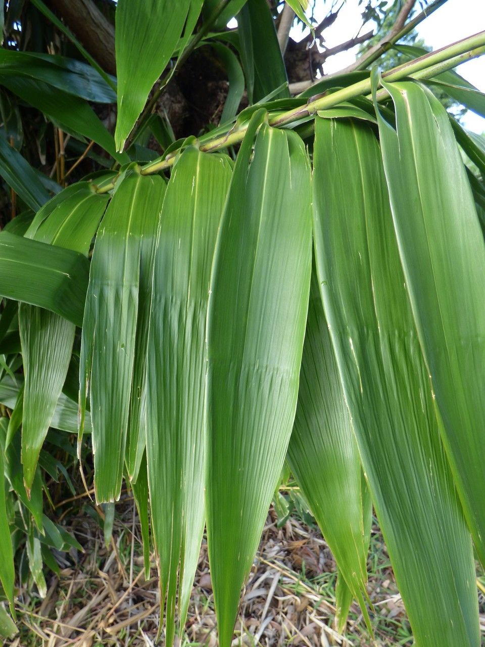 Thysanolaena latifolia — search result for 'Vietnam'