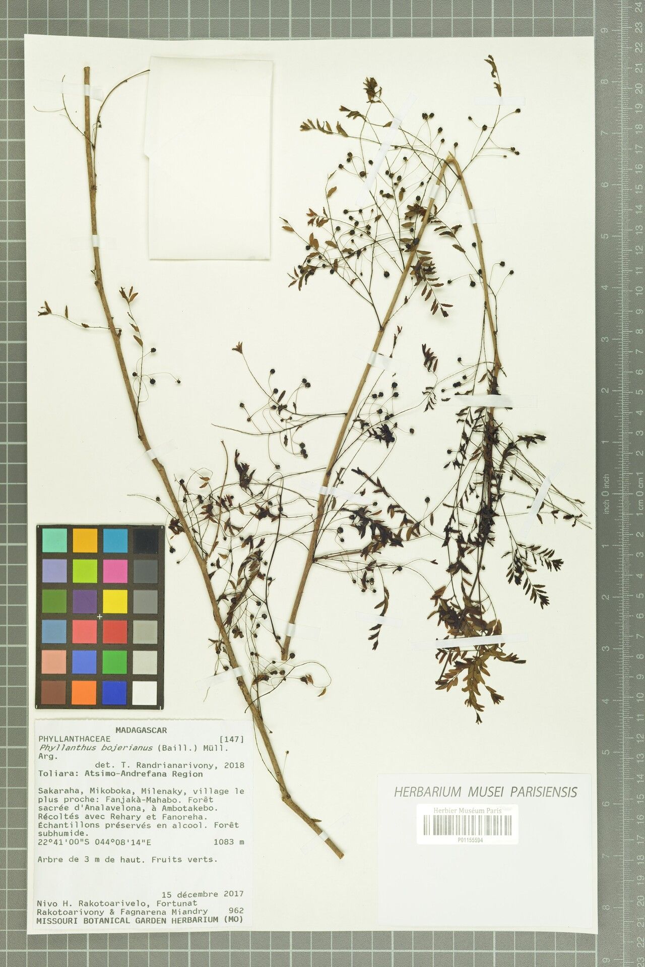 Phyllanthus bojerianus — houseplant care guide