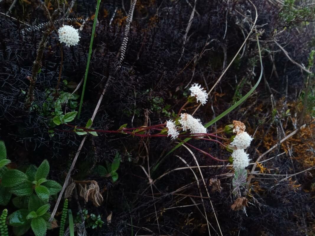 Ageratina gracilis habit