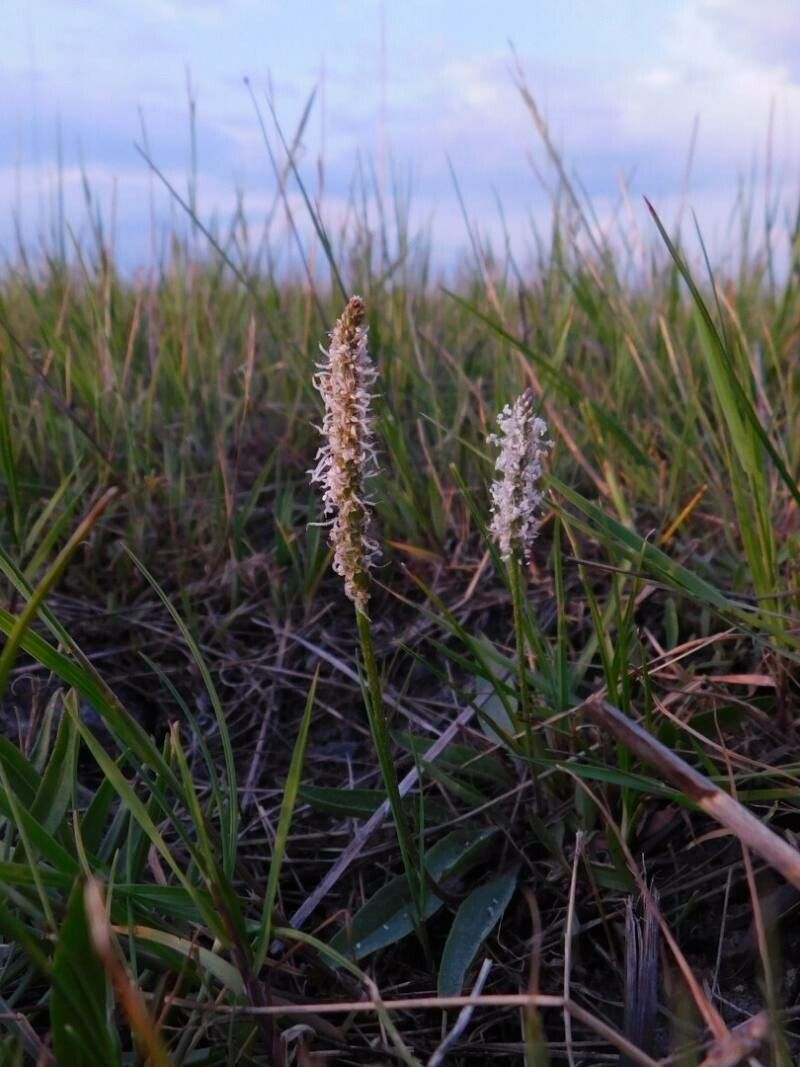 Plantago schwarzenbergiana — search result for 'Plantago'