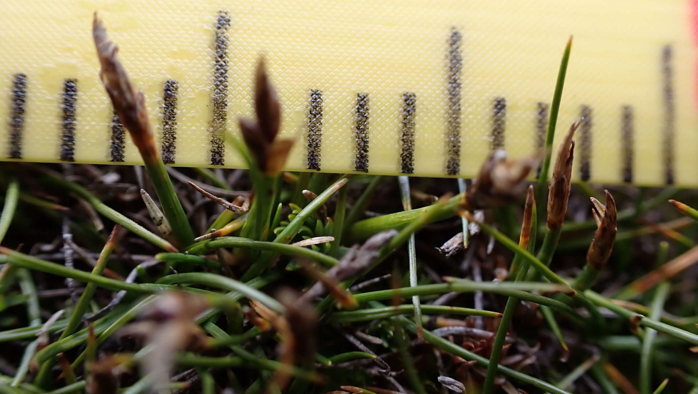 Carex parvula — houseplant care guide