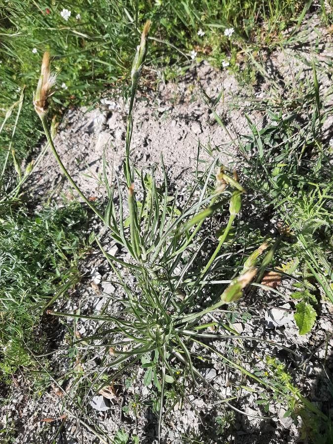 Tragopogon crocifolius fruit