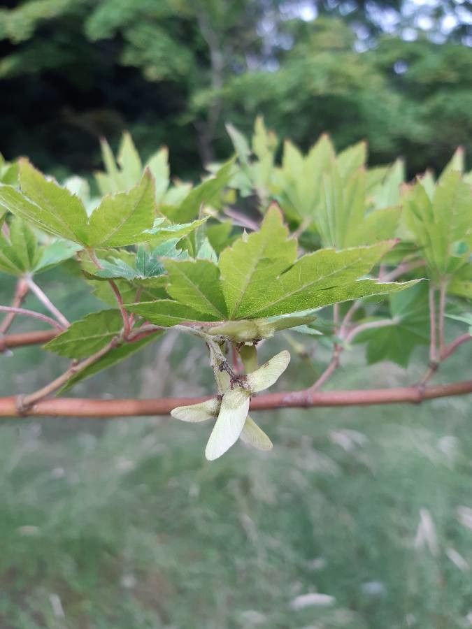Acer sieboldianum fruit