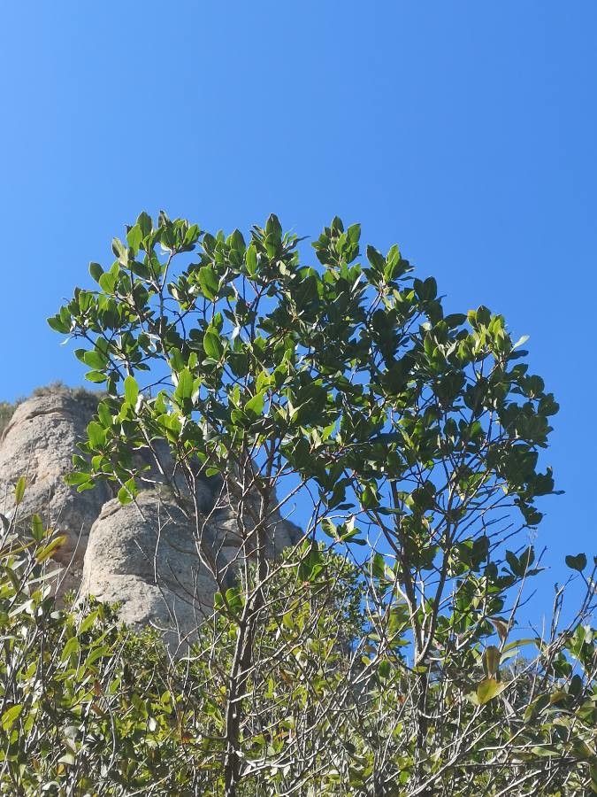 Homalium mathieuanum — search result for 'Salicaceae'