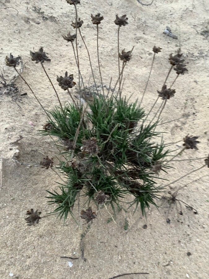 Lomelosia graminifolia — search result for 'Lomelosia'