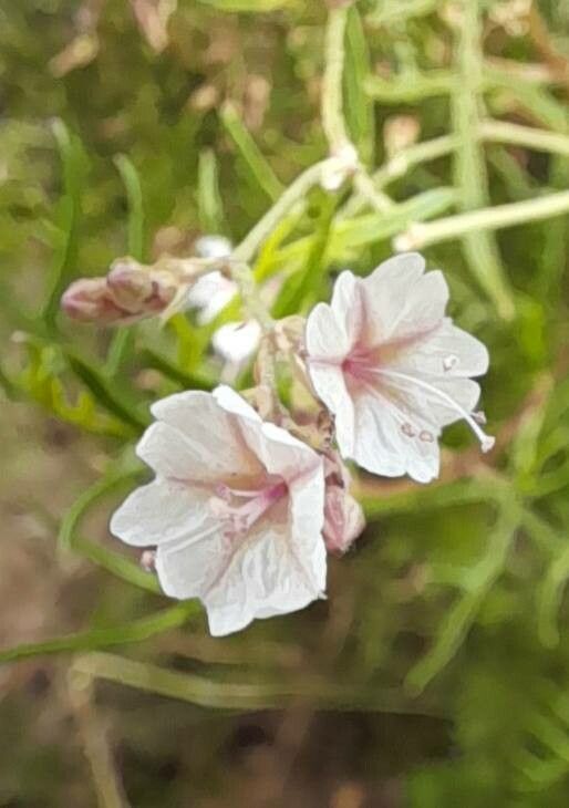 Boerhavia pulchella flower