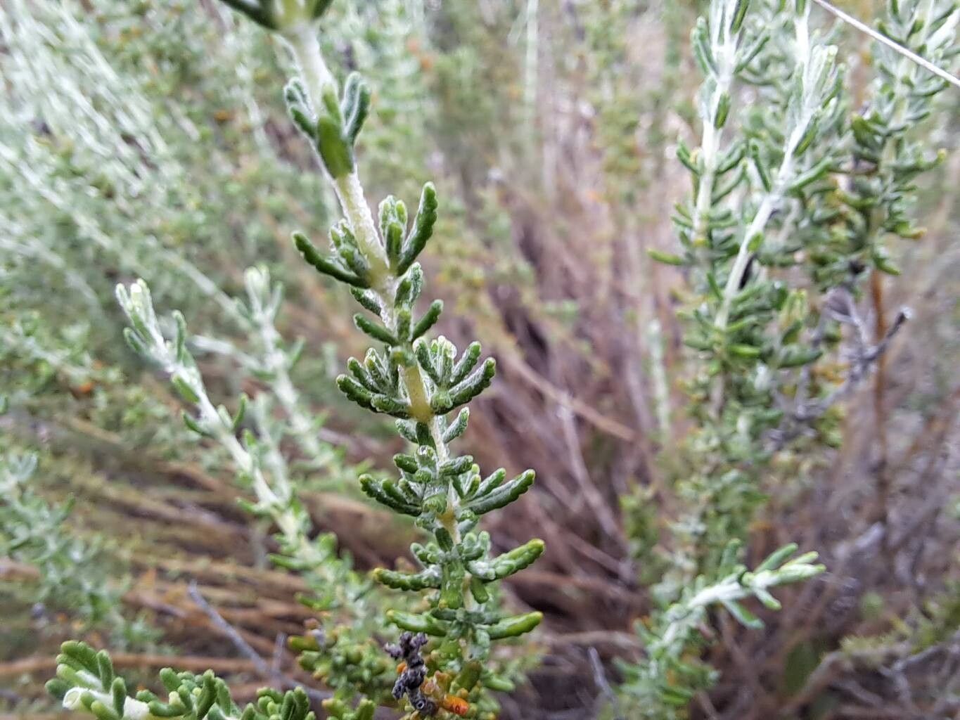 Teucrium edetanum — search result for 'Teucrium'