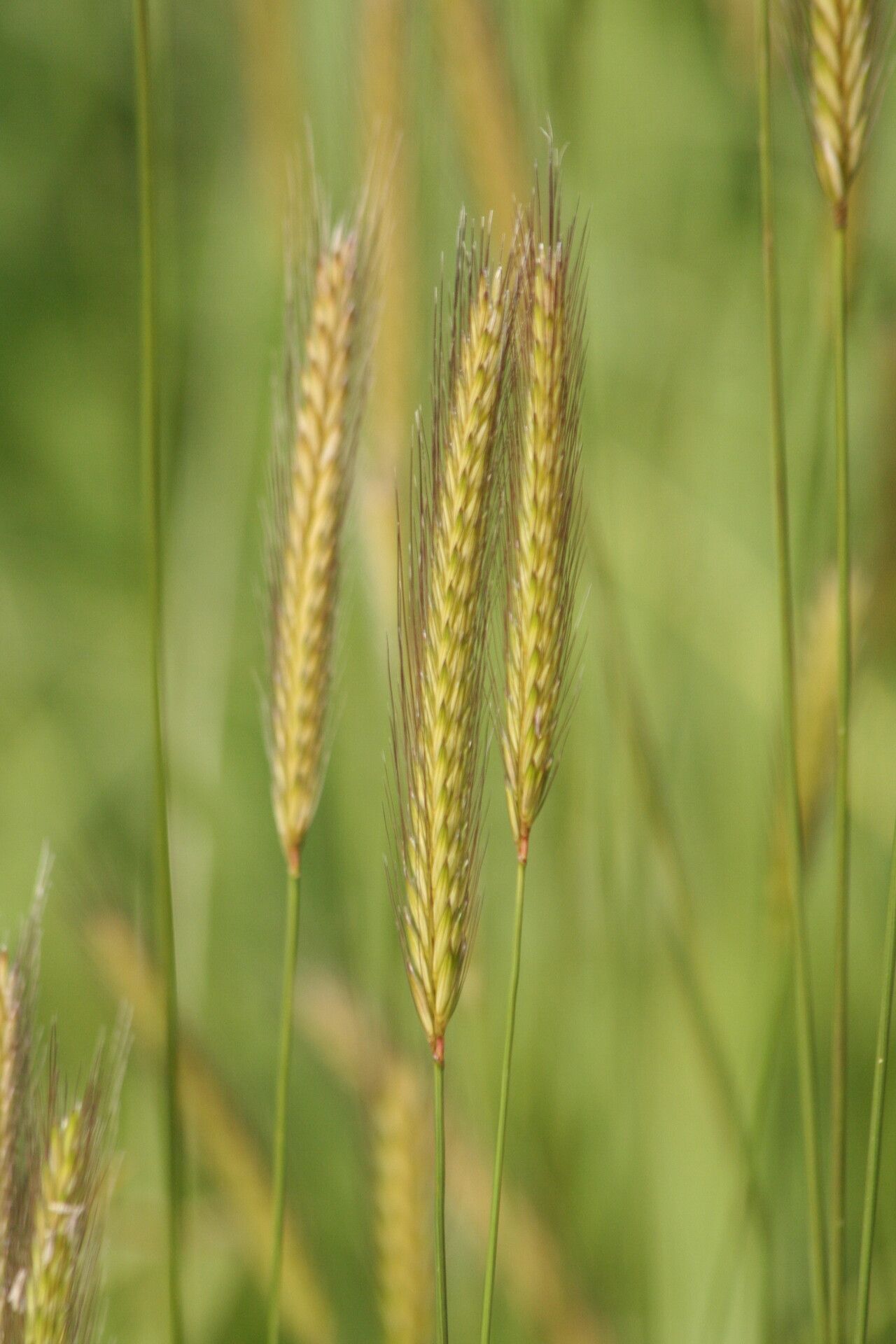 Hordeum bulbosum flower