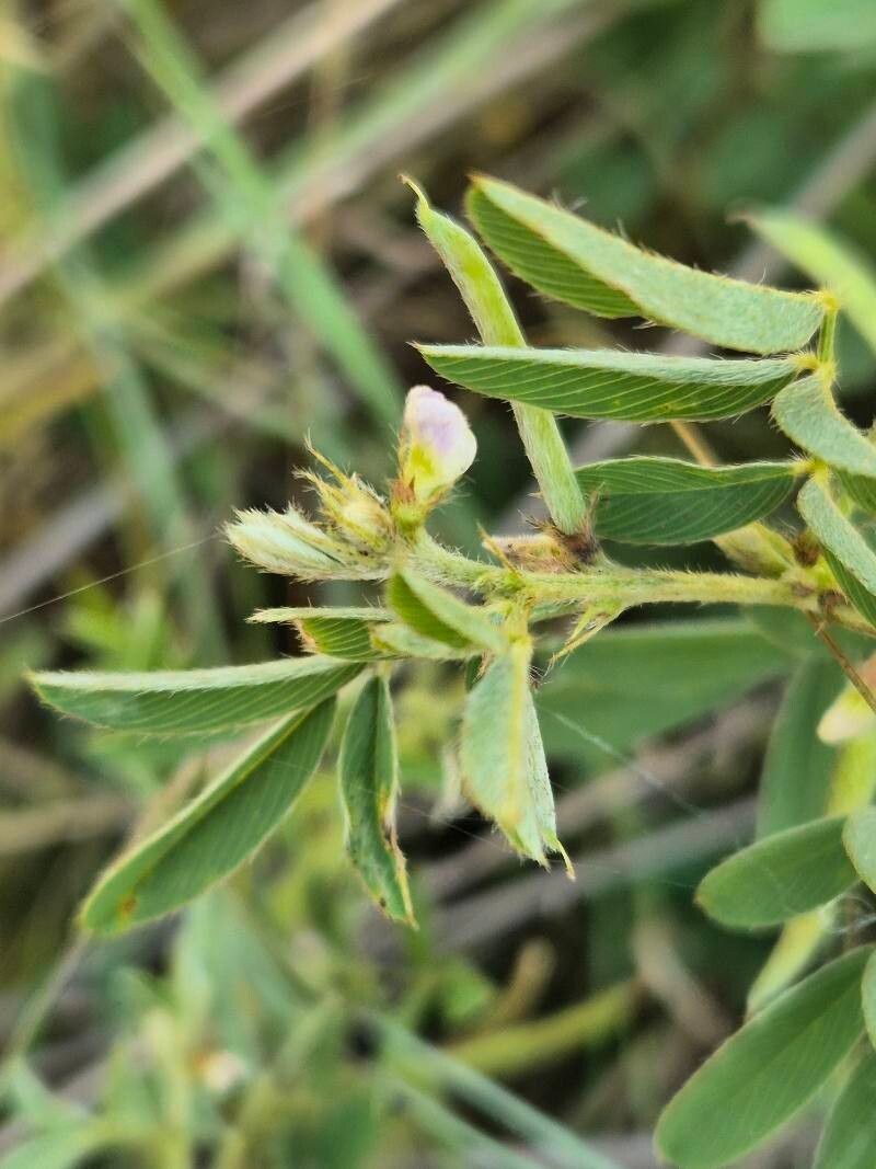 Tephrosia pumila flower