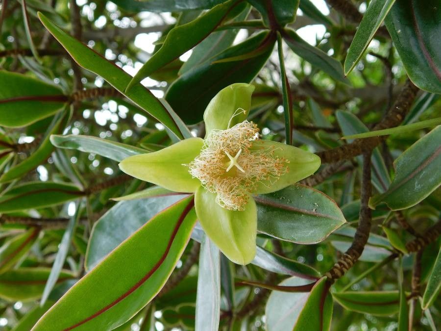 Foetidia rodriguesiana flower