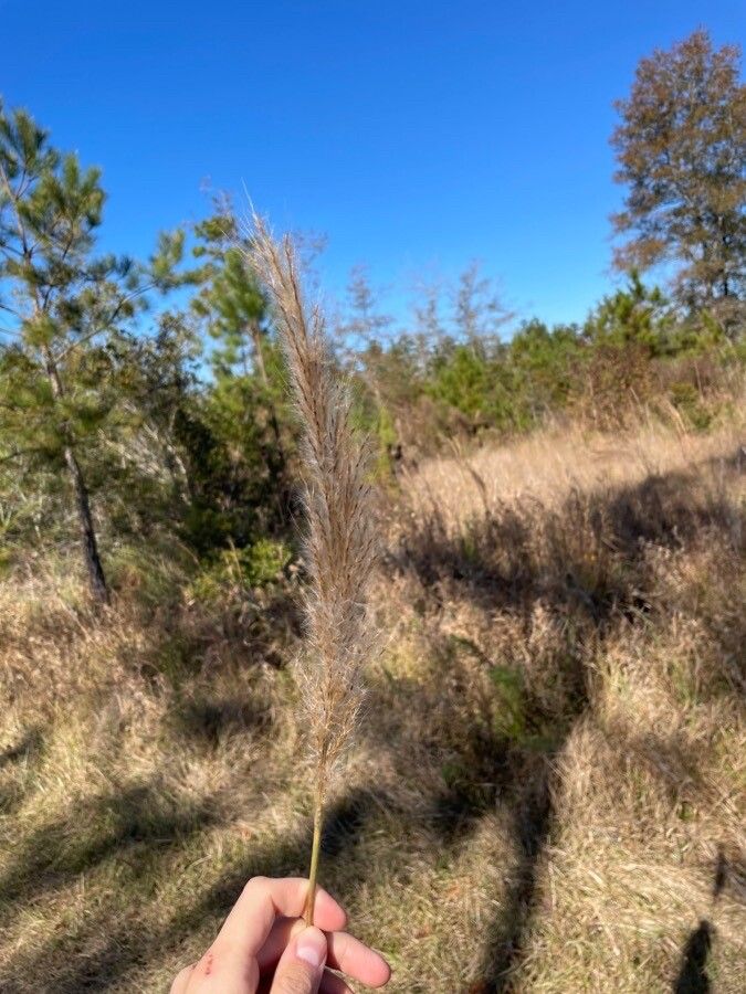 Saccharum alopecuroides leaf