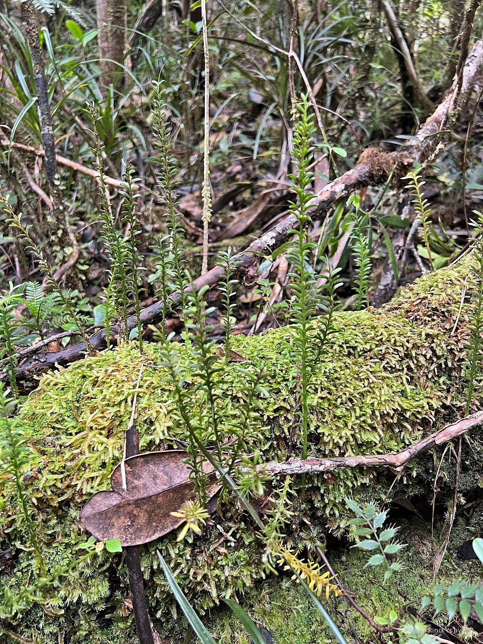 Tmesipteris vieillardii habit
