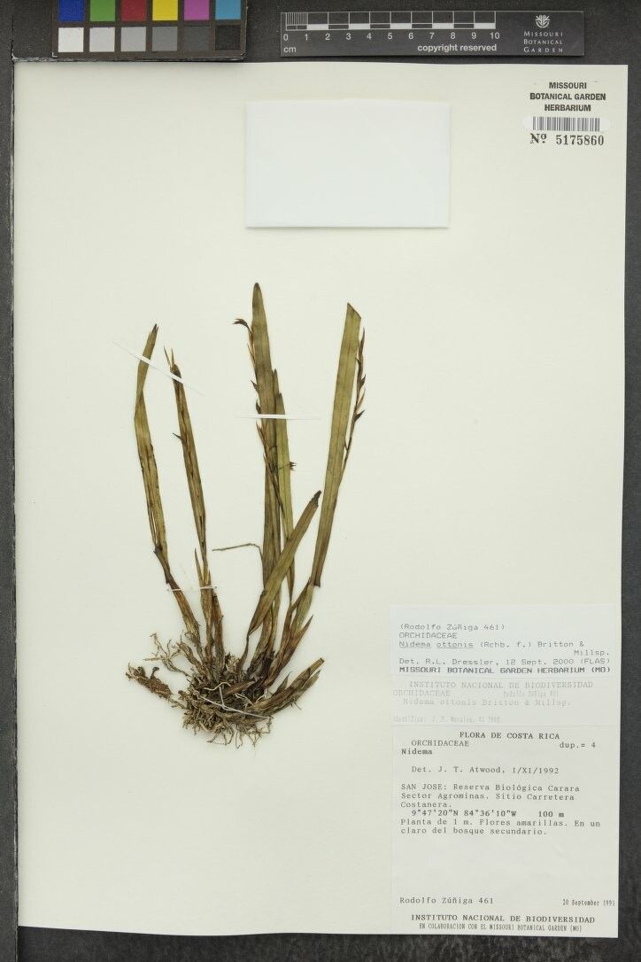 Nidema ottonis other