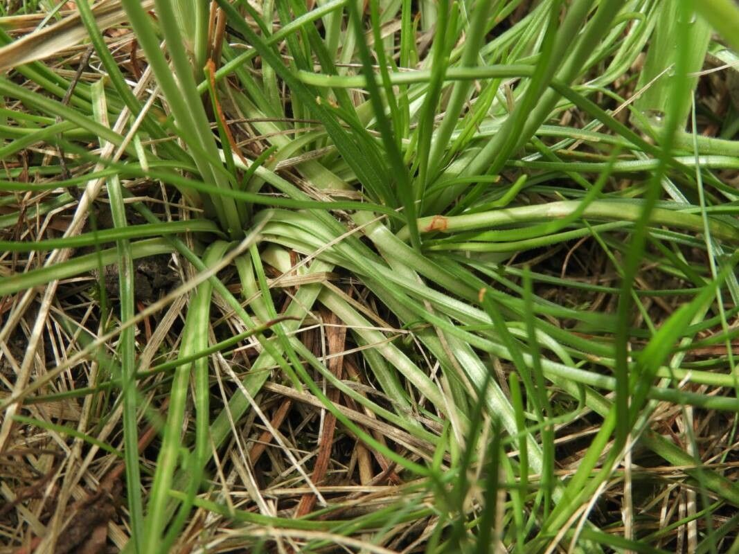 Armeria vulgaris — search result for 'Plumbaginaceae'