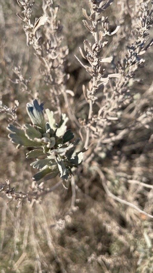 Artemisia tridentata flower