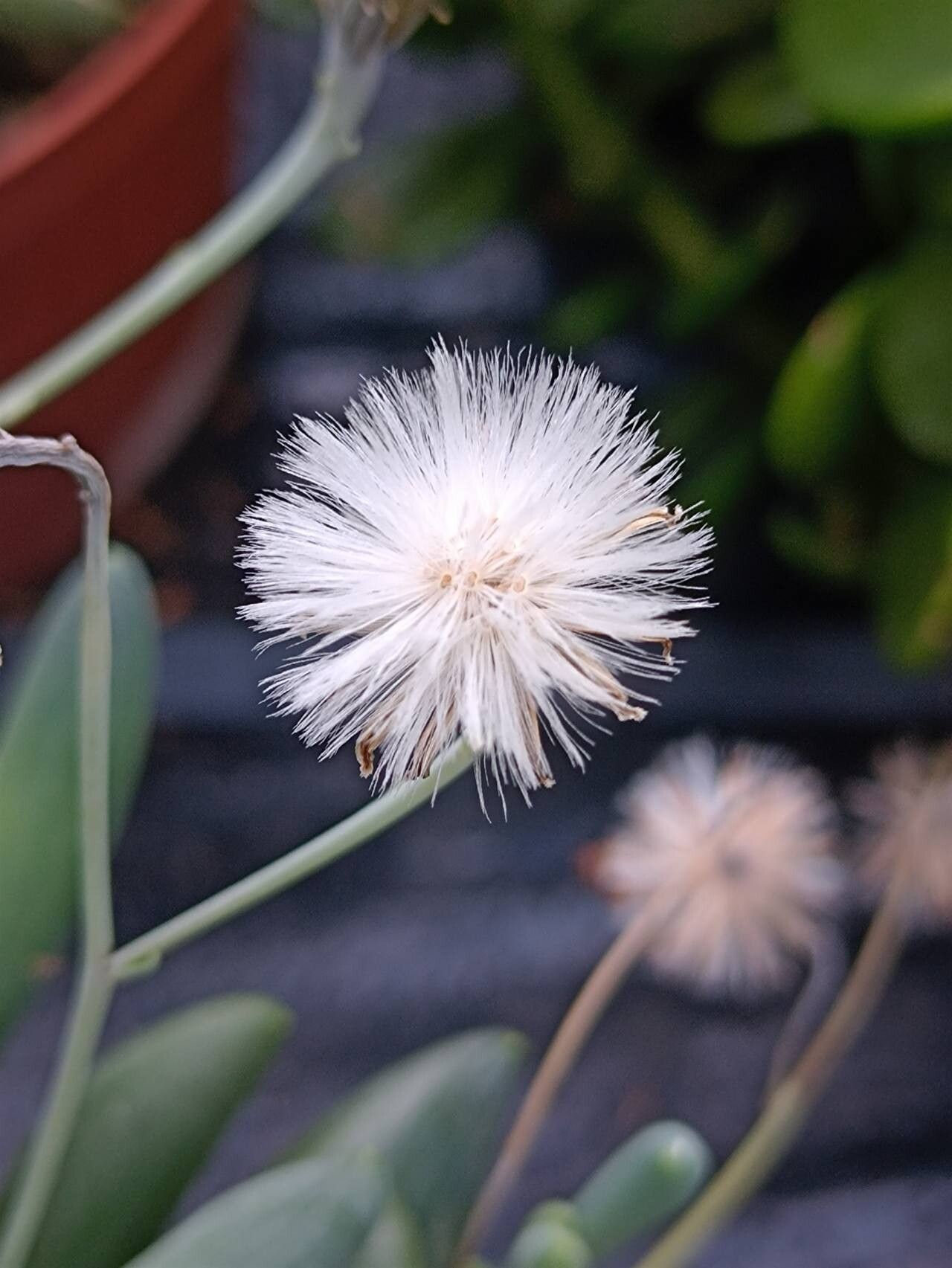 Curio sulcicalyx fruit