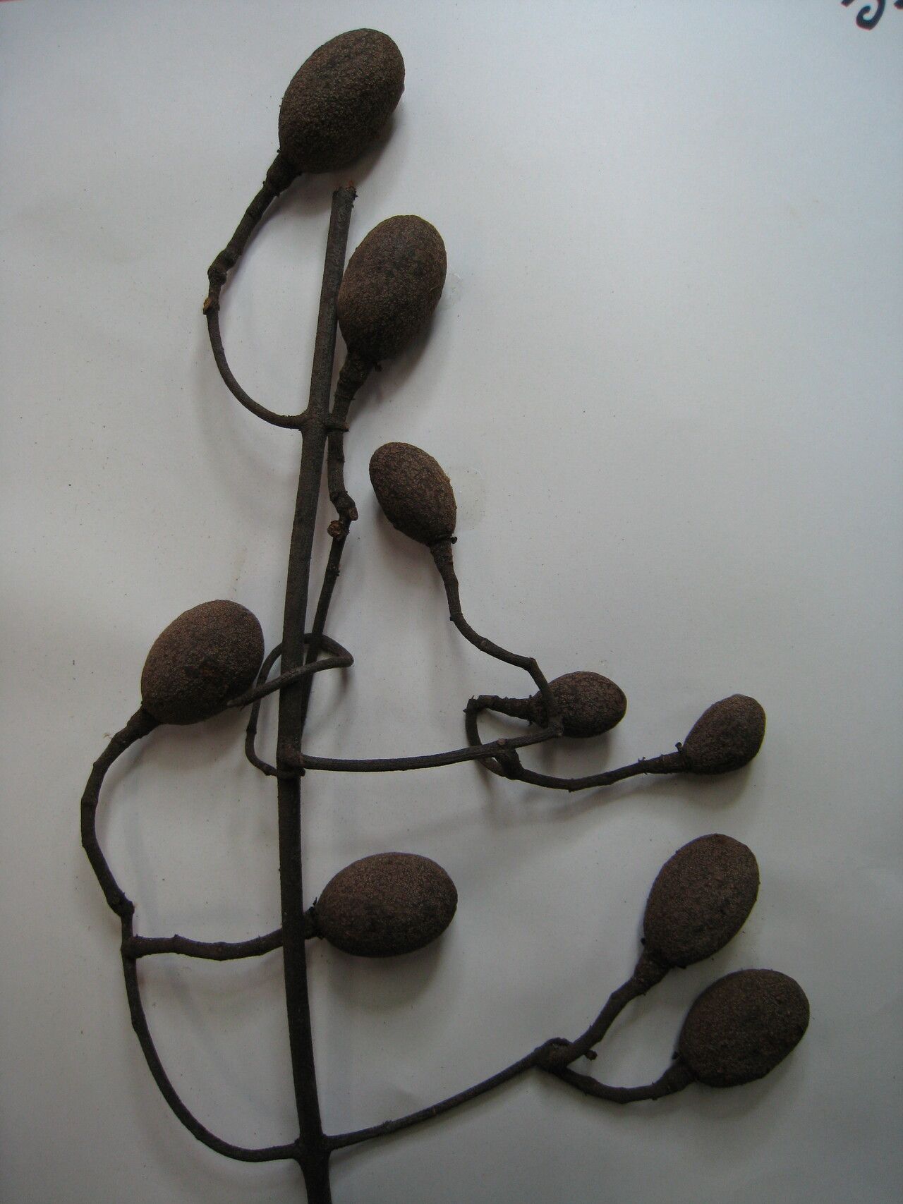 Salacia multiflora — houseplant care guide