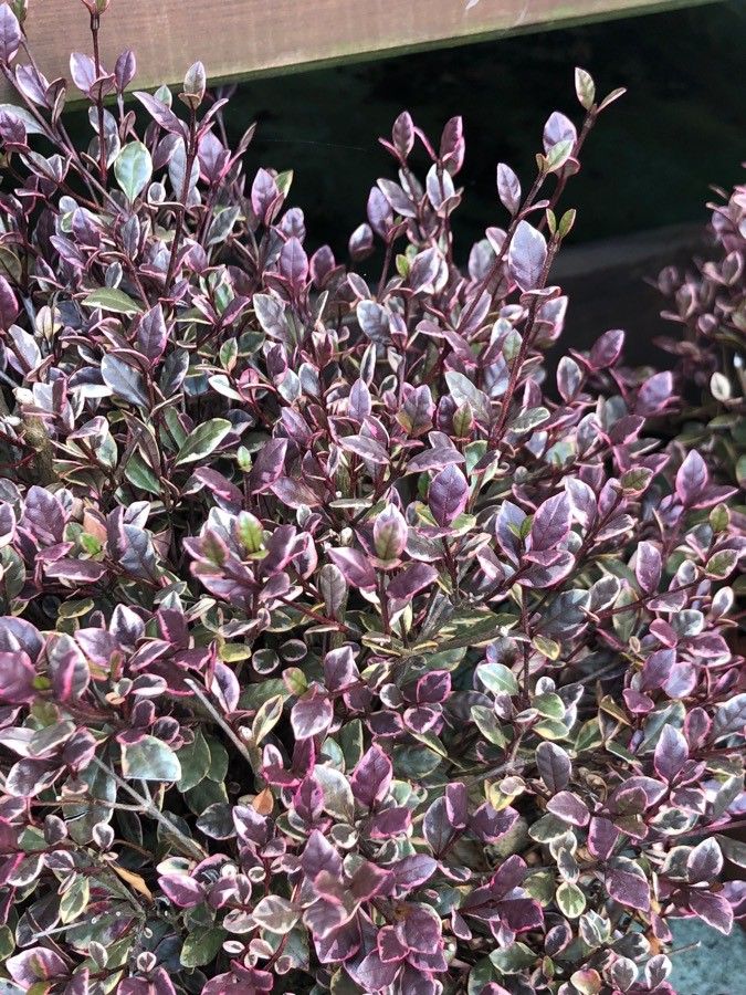 Lophomyrtus × ralphii — search result for 'Myrtaceae'