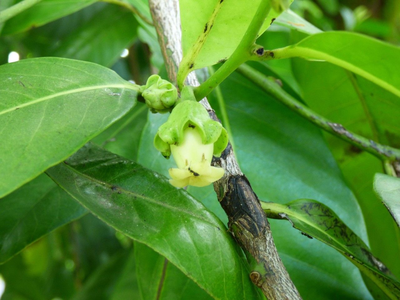 Diospyros digyna flower