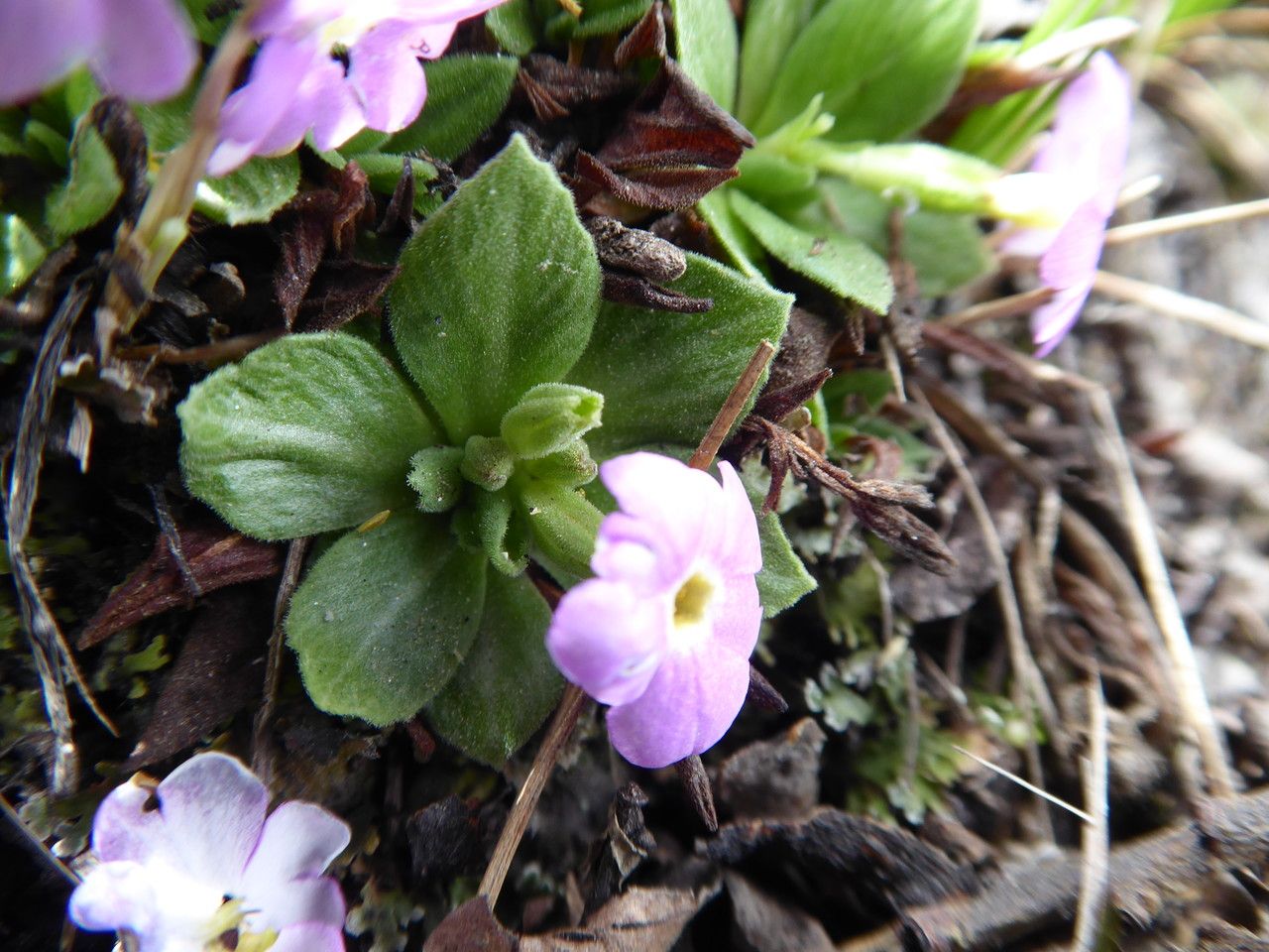 Primula walshii — houseplant care guide